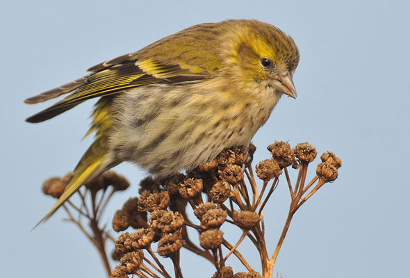 ERLENZEISIG, SISKIN, CARDUELIS SPINUS