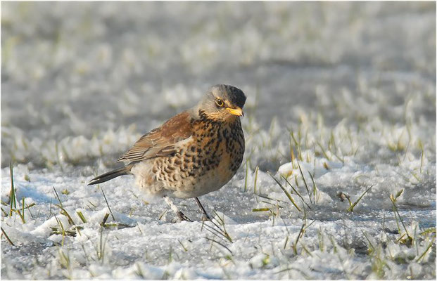 WACHOLDERDROSSEL, FIELDFARE, TURDUS PILARIS