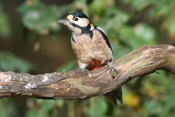 BUNTSPECHT, GREAT SPOTTED WOODPECKER, DENDROCOPOS MAJOR