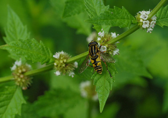 GEMEINE SUMPFSCHWEBFLIEGE, HELOPHILUS PENDULUS
