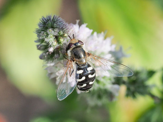 SPÄTE GROSSSTIRNSCHWEBFLIEGE, SCAEVA PYRASTRI