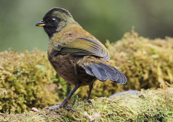 GROSSFUSS-BUSCHAMMER, LARGE-FOOTED FINCH, PEZOPETES CAPITALIS