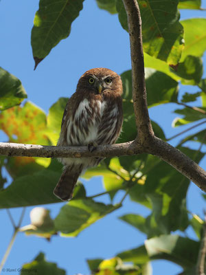 BRASILZWERGKAUZ (BRASILSPERLINGSKAUZ), FERRUGINOUS PYGMY-OWL, GLAUCIDIUM BRASILIANUM