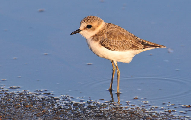 SEEREGENPFEIFER, KENTISH PLOVER, CHARADRIUS ALEXANDRINUS