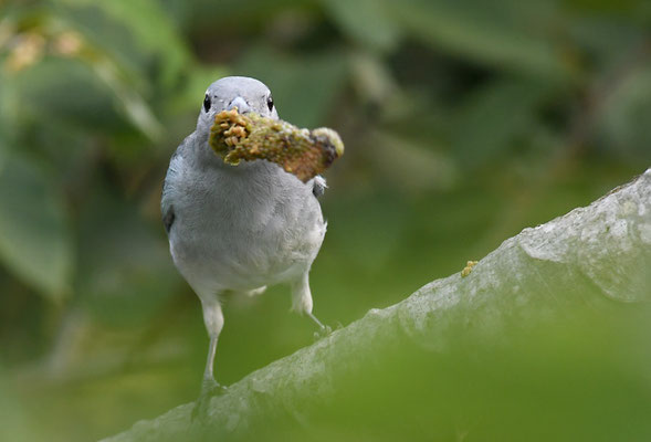 SAYACATANGARE, SAYACA TANAGER, THRAUPIS SAYACA