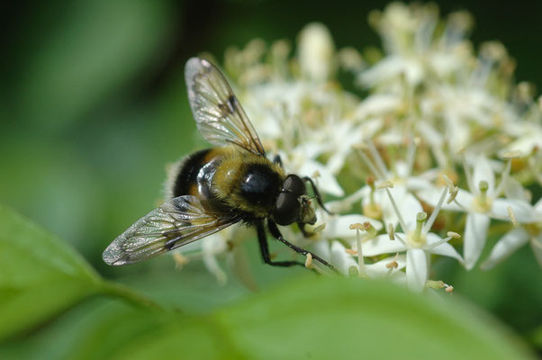 HUMMEL-WALDSCHWEBFLIEGE, VOLUCELLA BOMBYLANS