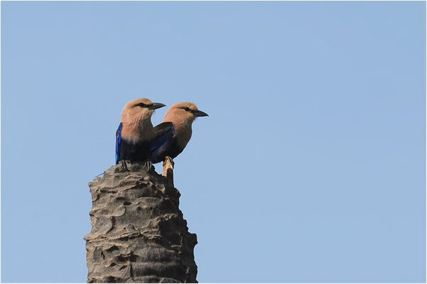 BLAUBRUSTRACKE, BLUE-BELLIED ROLLER, CORACIAS CYANOGASTER