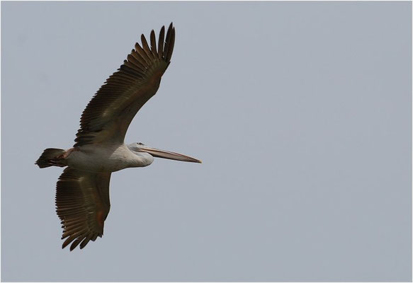RÖTELPELIKAN, PINK-BACKED PELICAN, PELECANUS RUFESCENS