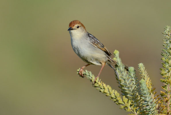 VLIJ-CISTENSÄNGER, LEVAILLANT´S CISTICOLA, CISTICOLA TINNIENS