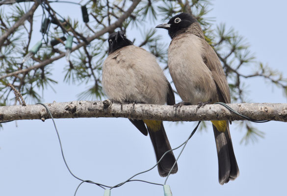 GELBSTEISSBÜLBÜL, WHITE-SPECTACLED BULBUL, PYCNONOTUS XANTHOPYGOS