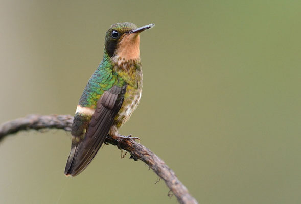 SCHWARZSCHOPFELFE, BLACK-CRESTED COQUETTE, LOPHORNIS HELENAE