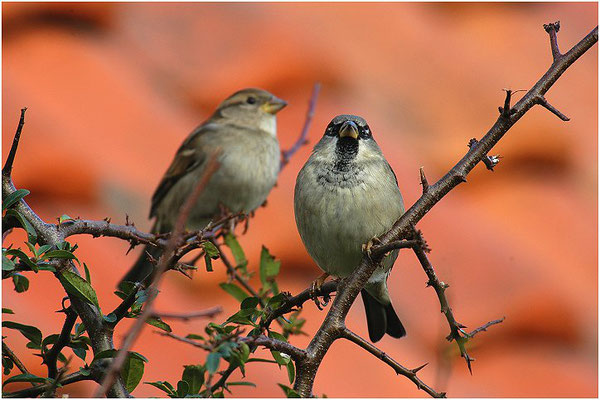 HAUSSPERLING, HOUSE SPARROW, PASSER DOMESTICUS