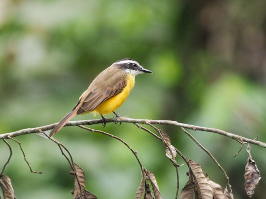 Liktormaskentyrann, Lesser Kiskadee - Pitangus lictor