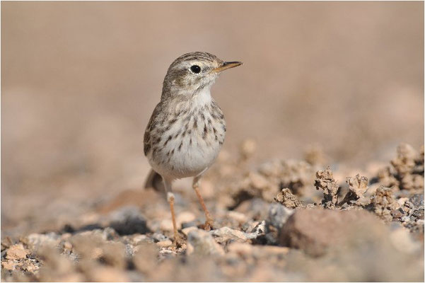 KANARENPIEPER, BERTHELOT´S PIPIT, ANTHUS BERTHELOTII