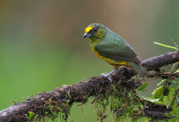 OLIVRÜCKENORGANIST, OLIVE-BACKED EUPHONIA, EUPHONIA GOULDI