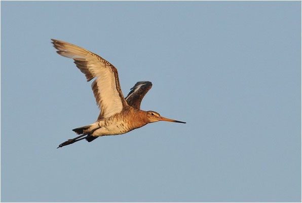 UFERSCHNEPFE, BLACK-TAILED GODWIT, LIMOSA LIMOSA