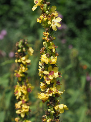 Schwarze Königskerze (Verbascum nigrum)
