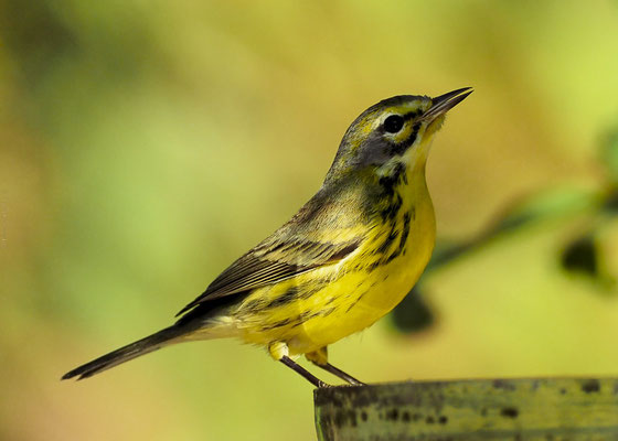 Der Rostscheitelwaldsänger (Prairie Warbler) ist eine nordamerikanische Waldsängerart.