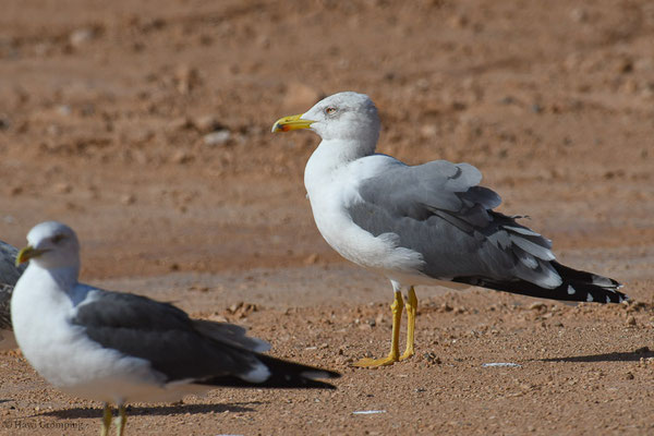 MITTELMEERMÖWE, YELLOW-LEGGED GULL, LARUS MICHAHELLIS