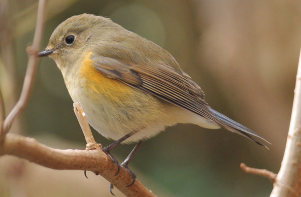 BLAUSCHWANZ, RED-FLANKED BLUETAIL, TARSIGER CYANURUS