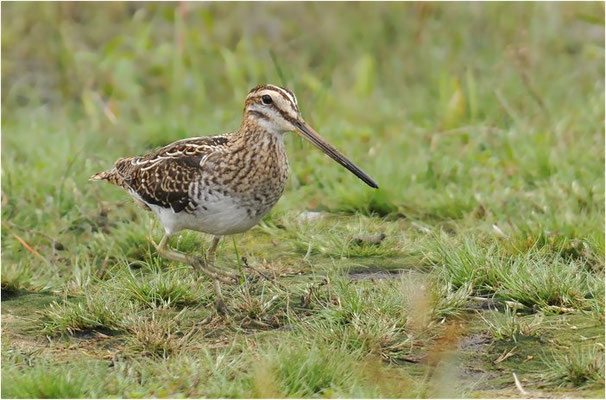 BEKASSINE, COMMON SNIPE, GALLINAGO GALLINAGO
