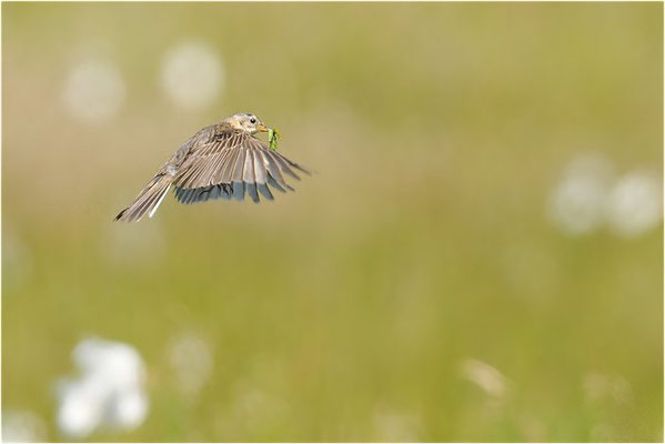 WIESENPIEPER, MEADOW PIPIT, ANTHUS PRATENSIS