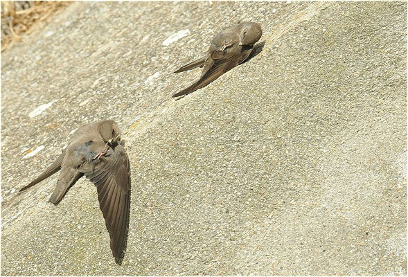 FELSENSCHWALBE, CRAG MARTIN,  PTYONOPROGNE RUPESTRIS