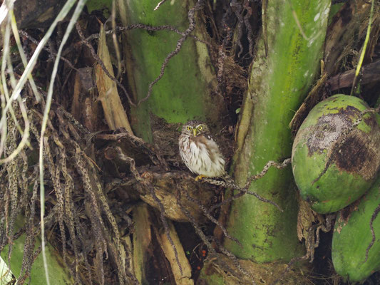 PERU-SPERLINGSKAUZ, PERUVIAN PYGMY-OWL - GLAUCIDIUM PERUANUM