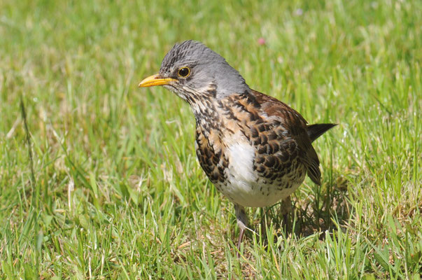 WACHOLDERDROSSEL, FIELDFARE, TURDUS PILARIS