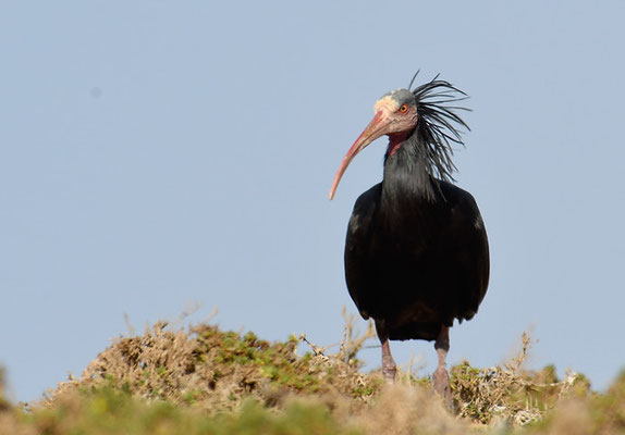 WALDRAPP, BALD IBIS, GERONTICUS EREMITA