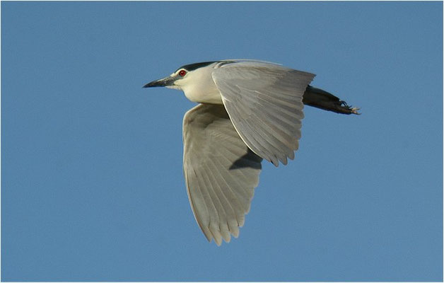 NACHTREIHER, NIGHT HERON, NYCTICORAX NYCTICORAX