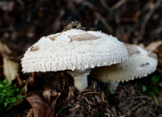 Gemeiner Safranschirmling - Chlorophyllum rhacodes