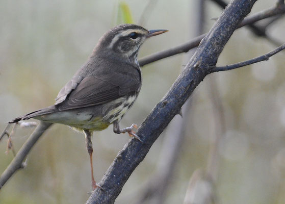 UFERWALDSÄNGER, NORTHERN WATERTRUSH, SEIURUS NOVEBORACENSIS