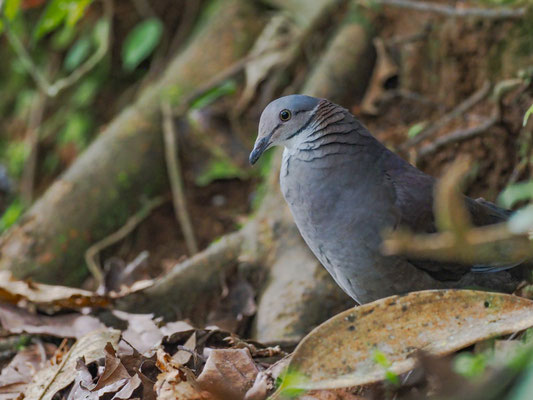 PERU-WACHTELTAUBE, WHITE-THROATED QUAIL-DOVE - ZENTRYGON FRENATA