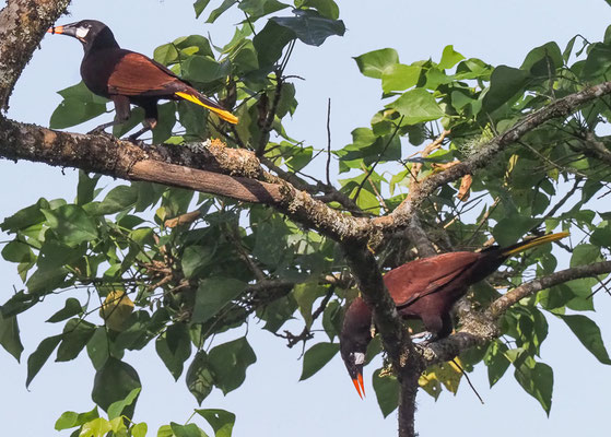 MONTEZUMA-STIRNVOGEL, MONTEZUMA OROPENDOLA, PSAROCOLIUS MONTEZUMA