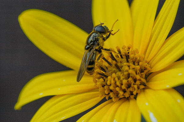 KORBBLÜTLER-ERZSCHWEBFLIEGE, CHEILOSIA CANICULARIS