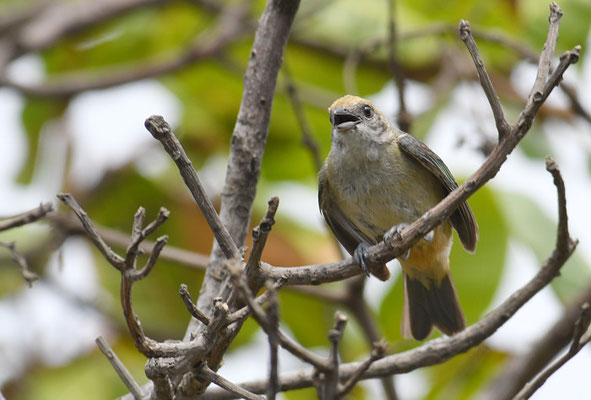 ISABELLTANGARE, BURNISHED-BUFF TANAGER, TANGARA CAYANA