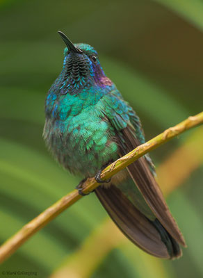 KLEINER VEILCHENOHRKOLIBRI, GREEN VIOLET-EAR, COLIBRI THALASSINUS