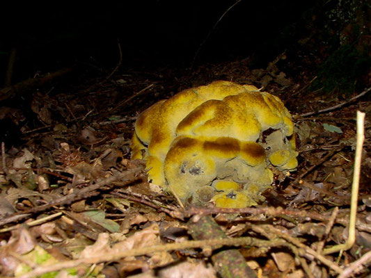 Kiefern-Braunporling - Phaeolus schweinitzii