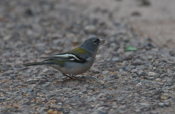 AFRIKANISCHER BUCHFINK, AFRICAN CHAFFINCH, FRINGILLA COELEBS AFRICANA