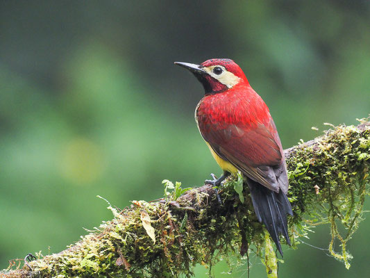 ROTMANTELSPECHT, CRIMSON-MANTLED WOODPECKER - COLAPTES RIVOLII