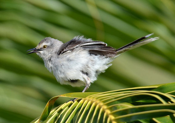 TROPENSPOTTDROSSEL, TROPICAL MOCKINGBIRD, MIMUS GILVUS