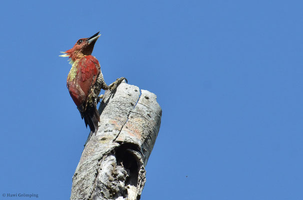 Der  Menningspecht (Picus miniaceus) gehört zur Unterfamilie der Echten Spechte (Picinae) und zur Gattung der Grünspechte (Picus). Er ist in Teilen Südostasiens zu Hause.