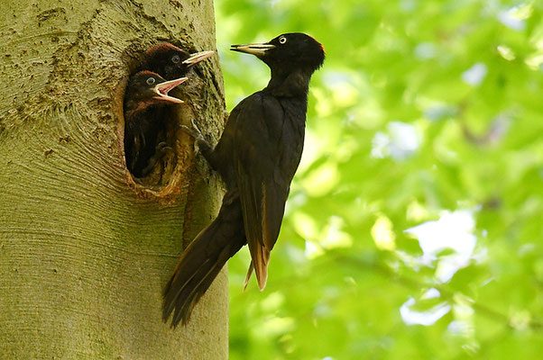 SCHWARZSPECHT,  BLACK WOODPECKER, DRYOCOPUS MARTIUS