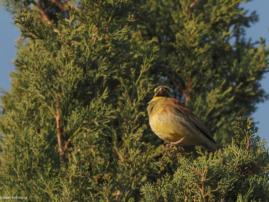 ZAUNAMMER, CIRL BUNTING, EMBERIZA CIRLUS
