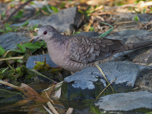 INKATÄUBCHEN, INCA DOVE, COLUMBINA INCA
