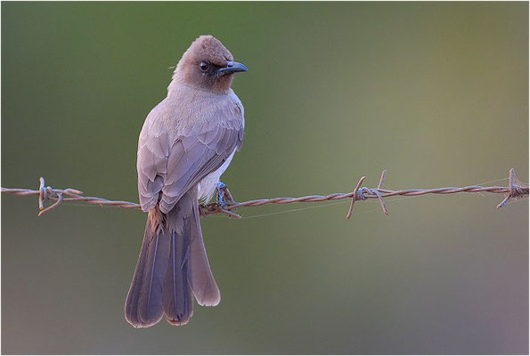 GRAUBÜLBÜL, COMMON BULBUL, PYCNONOTUS BARBATUS