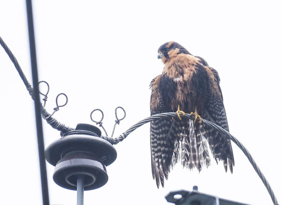 APLOMADOFALKE, APLOMADO FALCON - FALCO FEMORALIS