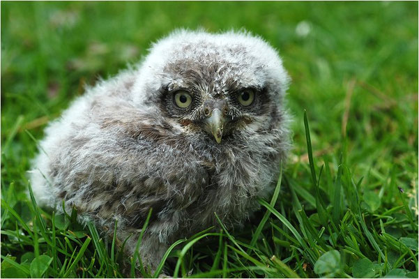 STEINKAUZ, LITTLE OWL , ATHENE NOCTUA