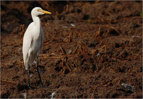 MITTLERER REIHER , INTERMEDIATE EGRET, EGRETTA INTERMEDIA